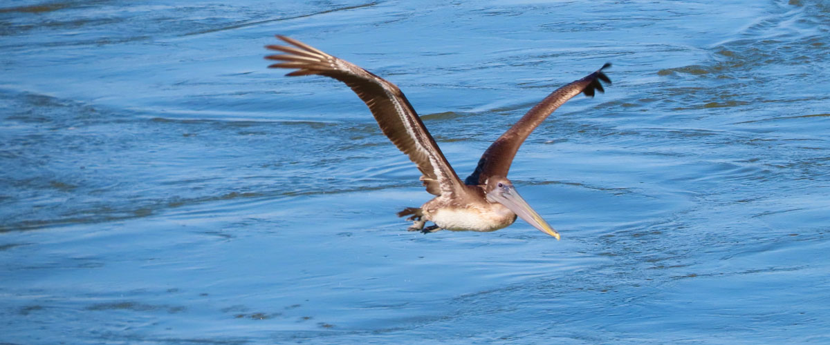 Galveston, TX (Part 2)